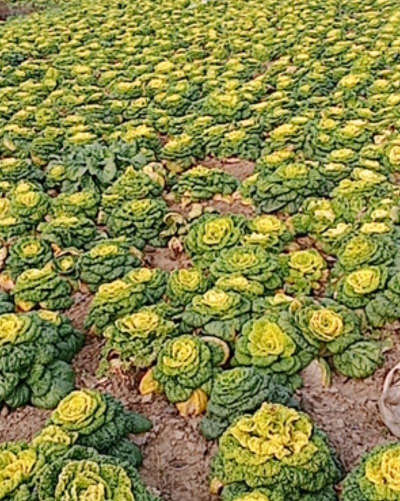 大量出售菊花心，黄心菜