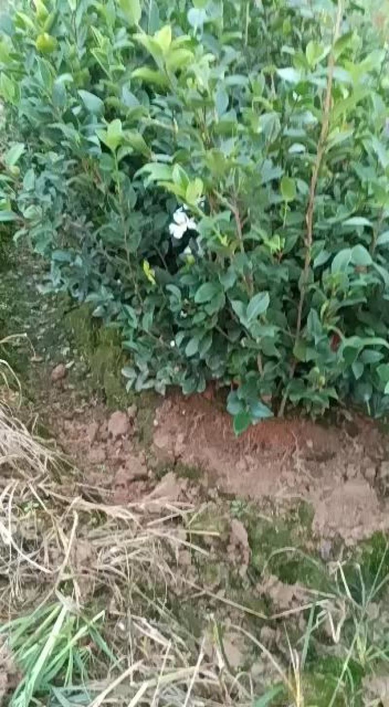 丰城油茶苗长林系品种齐全，合作社规模化种植，证件齐全。