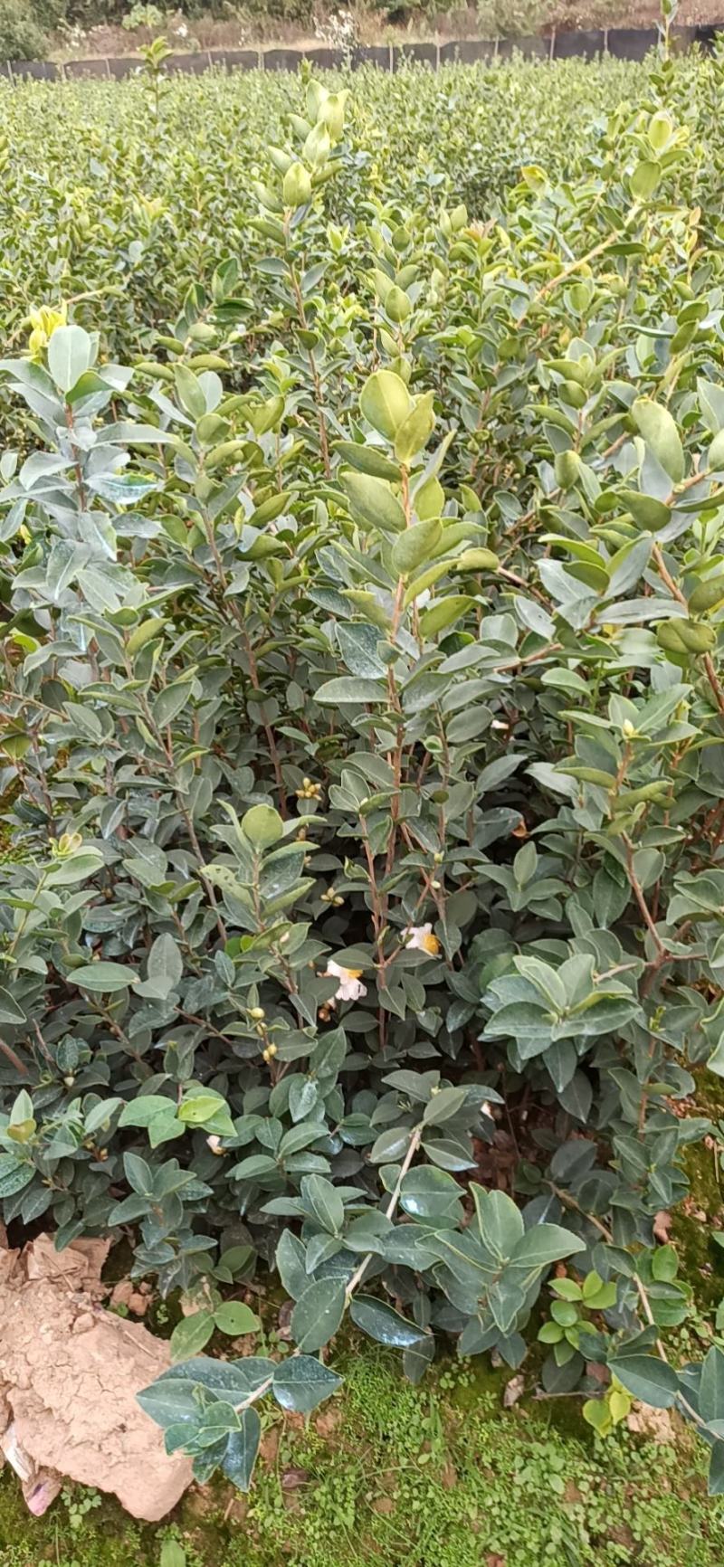 丰城油茶苗长林系品种齐全，合作社规模化种植，证件齐全。