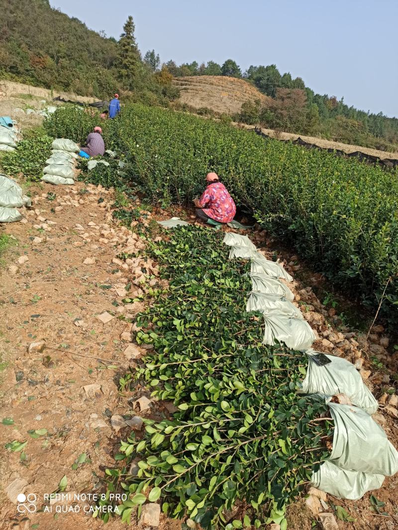 丰城油茶苗长林系品种齐全，合作社规模化种植，证件齐全。