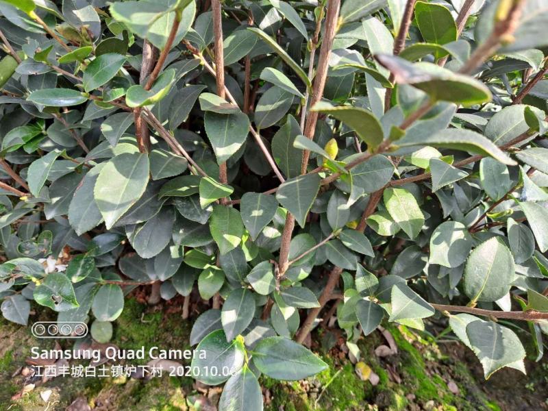 长林系油茶苗，土杯苗，灰杯苗品种齐全，价格低。
