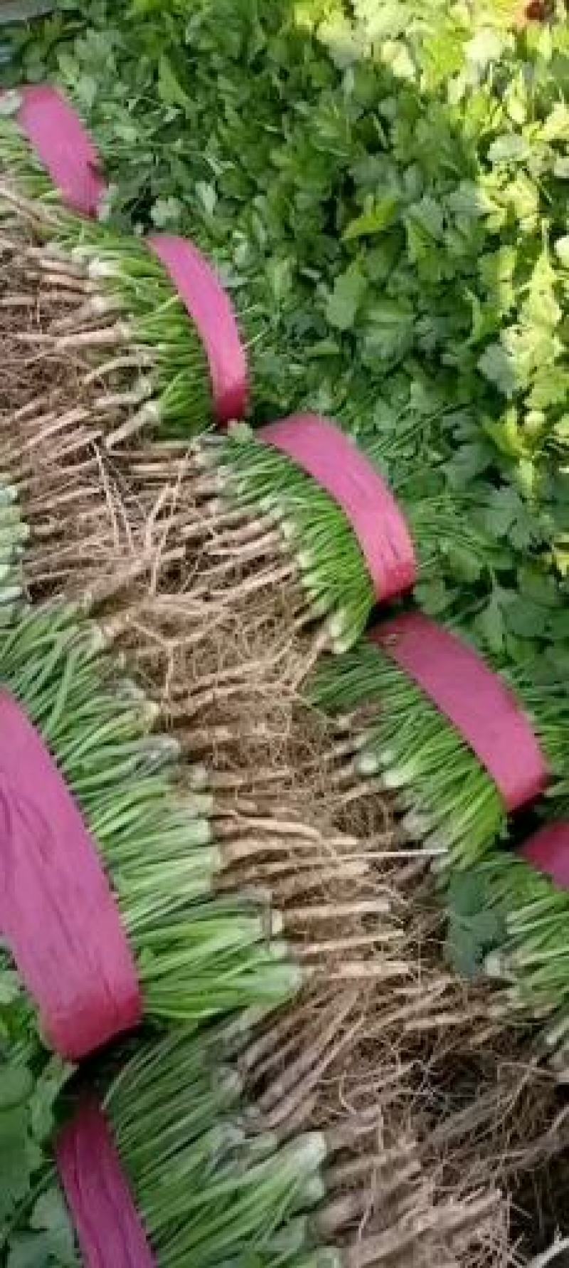 【精品香菜】河南滑县香菜大叶香菜实力代办代发全国