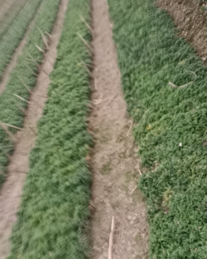 日本婑麦冬，可做绿化，可做草坪，需要的老板加紧啦。