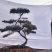 造型松造型黑松景观松泰山松邻水斜飘油松赤松