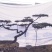 造型松造型黑松景观松泰山松邻水斜飘油松赤松