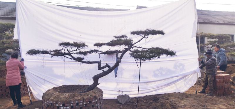 造型松造型黑松景观松泰山松邻水斜飘油松赤松