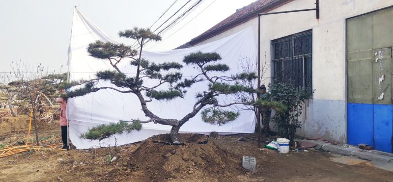 造型松造型黑松景观松泰山松邻水斜飘油松赤松