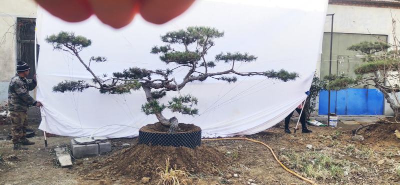 造型松造型黑松景观松泰山松邻水斜飘油松赤松