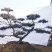造型松造型黑松景观松泰山松邻水斜飘油松赤松