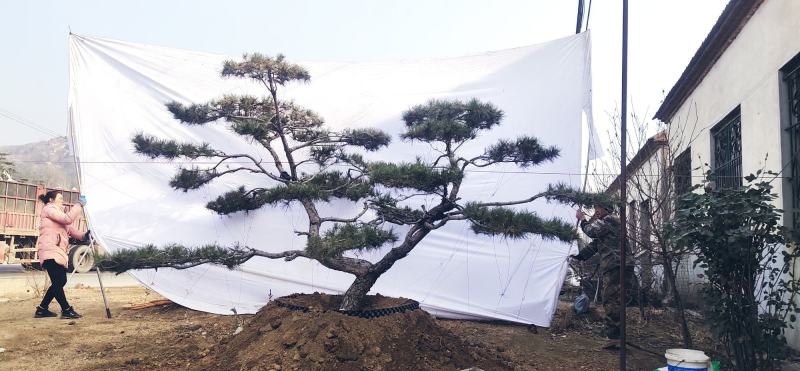 造型松造型黑松景观松泰山松邻水斜飘油松赤松