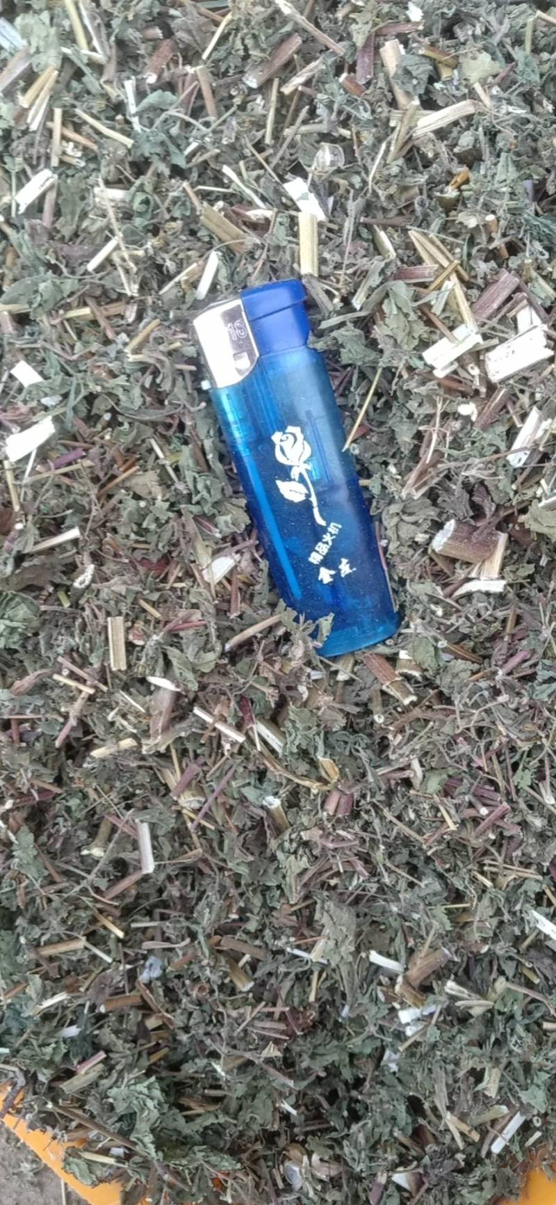 豨莶草，野生，色青，一手货源，品质保证，！！！