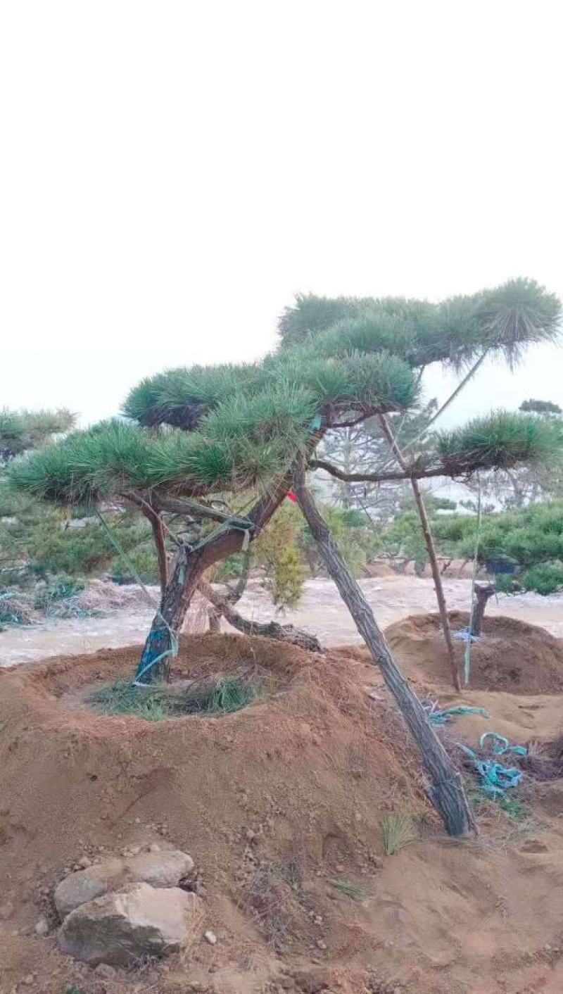 造型黑松纯正黑松造型松景观松泰山松盆景黑松桩