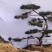 造型黑松纯正黑松造型松景观松泰山松盆景黑松桩