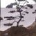 造型黑松纯正黑松造型松景观松泰山松盆景黑松桩