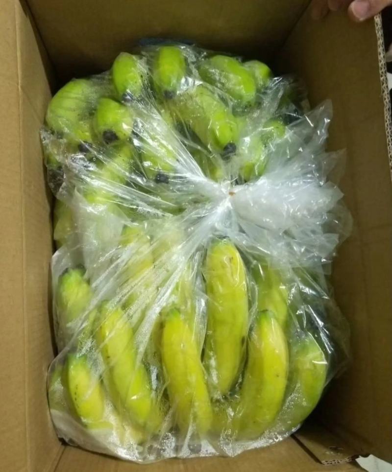 【精选热销】香蕉大量供应各大批发商微商电商自家冷库
