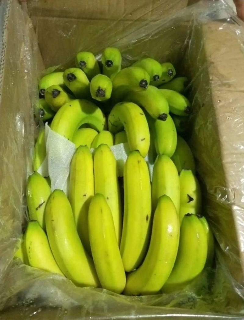 【精选热销】香蕉大量供应各大批发商微商电商自家冷库