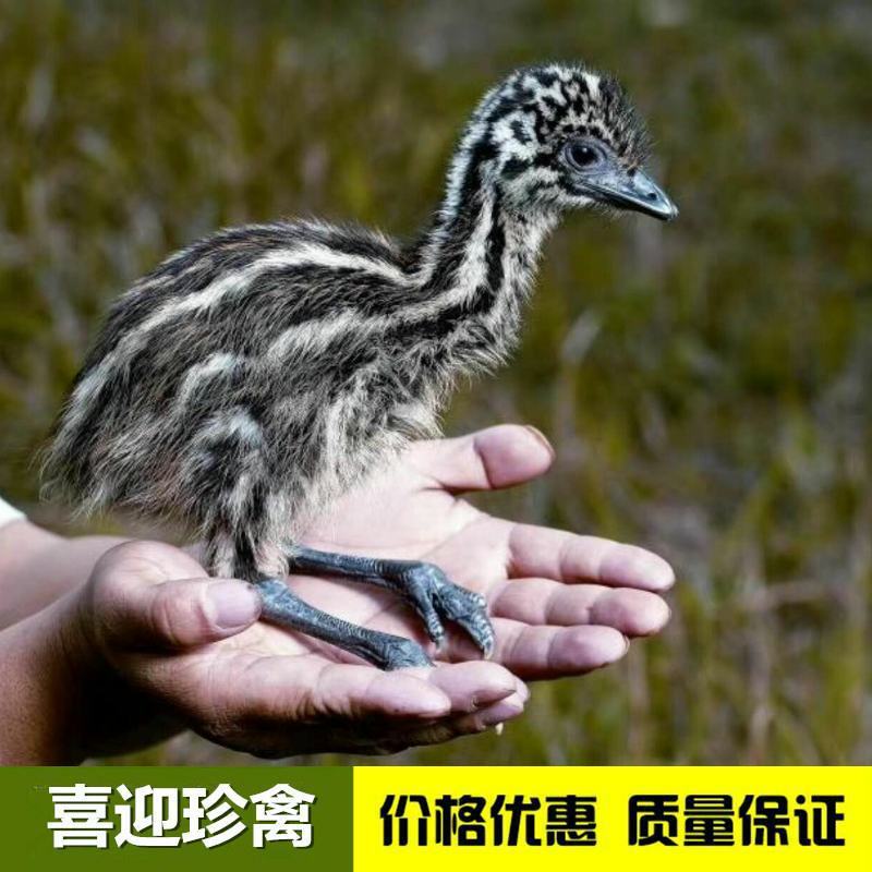 澳洲鸵鸟苗，鸸鹋苗，厂家直销，