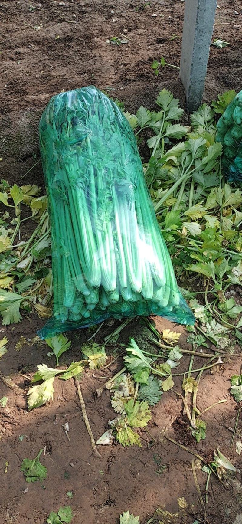 蔬菜基地西芹！西芹！装袋西芹！把装西芹！
