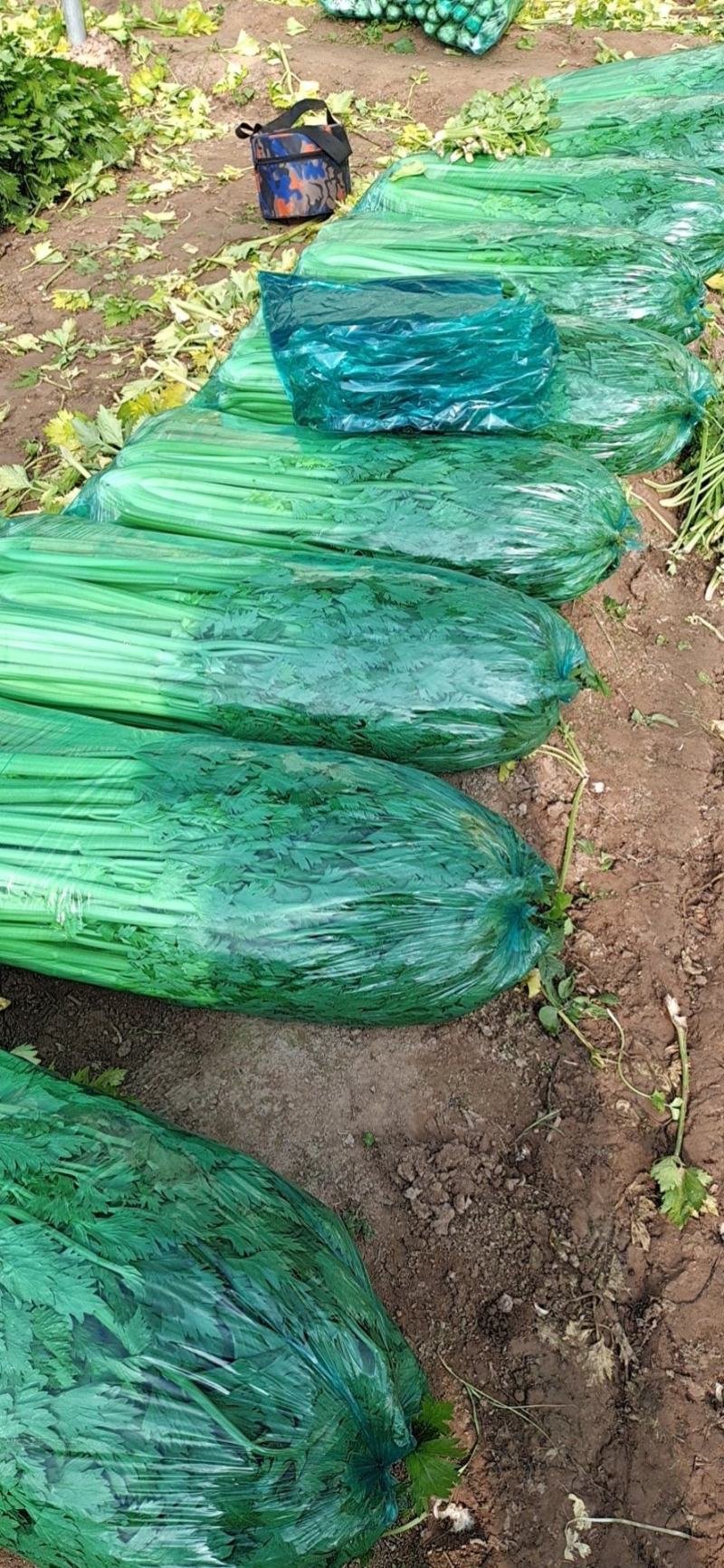 蔬菜基地西芹！西芹！装袋西芹！把装西芹！