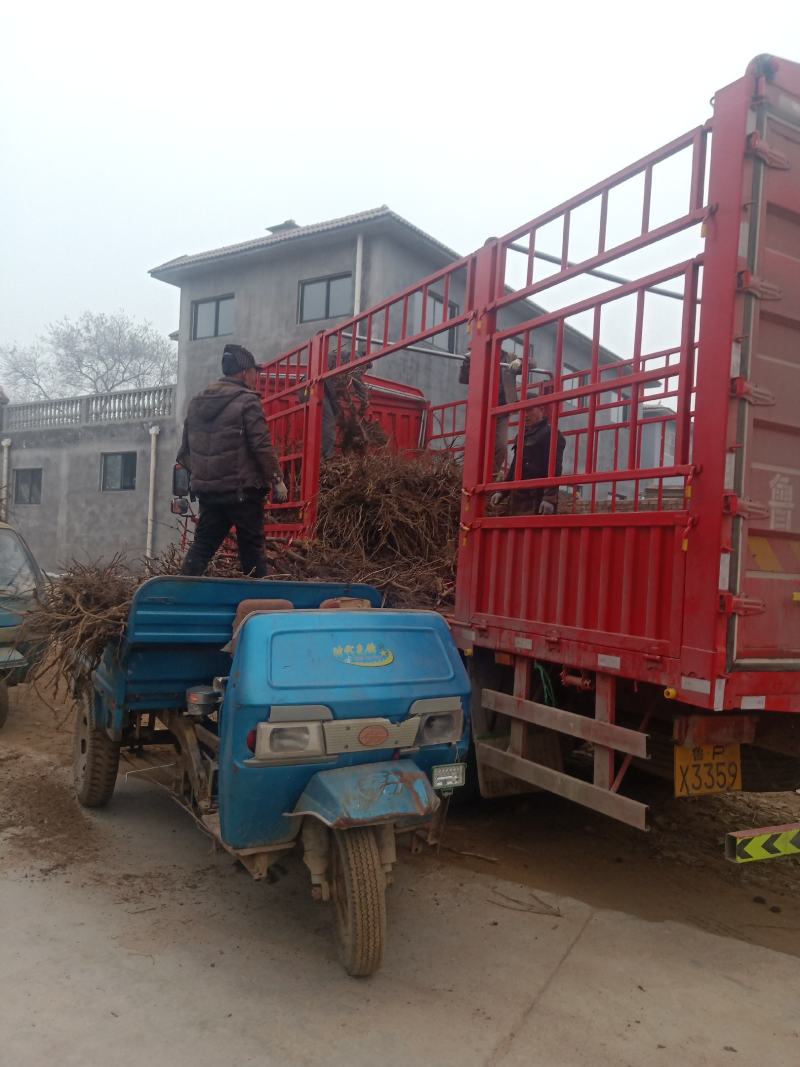 葡萄树淘宝，占地用苗圃直发产量高发货快免费技术指导