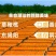 【厂家直销】甘草榄卫榄果脯橄榄果量大价优10斤装