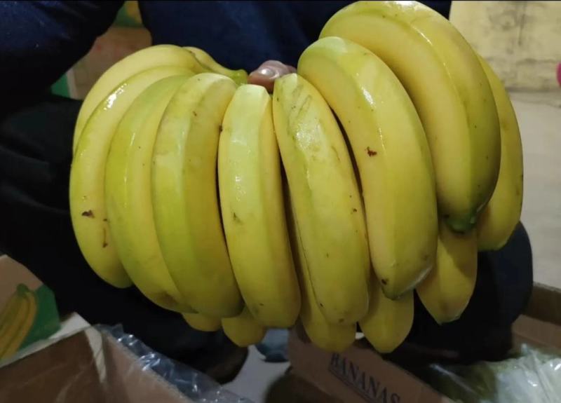 【精选热销】香蕉大量供应各大批发商微商电商自家冷库