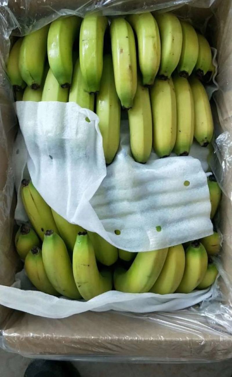 【精选热销】香蕉大量供应各大批发商微商电商自家冷库
