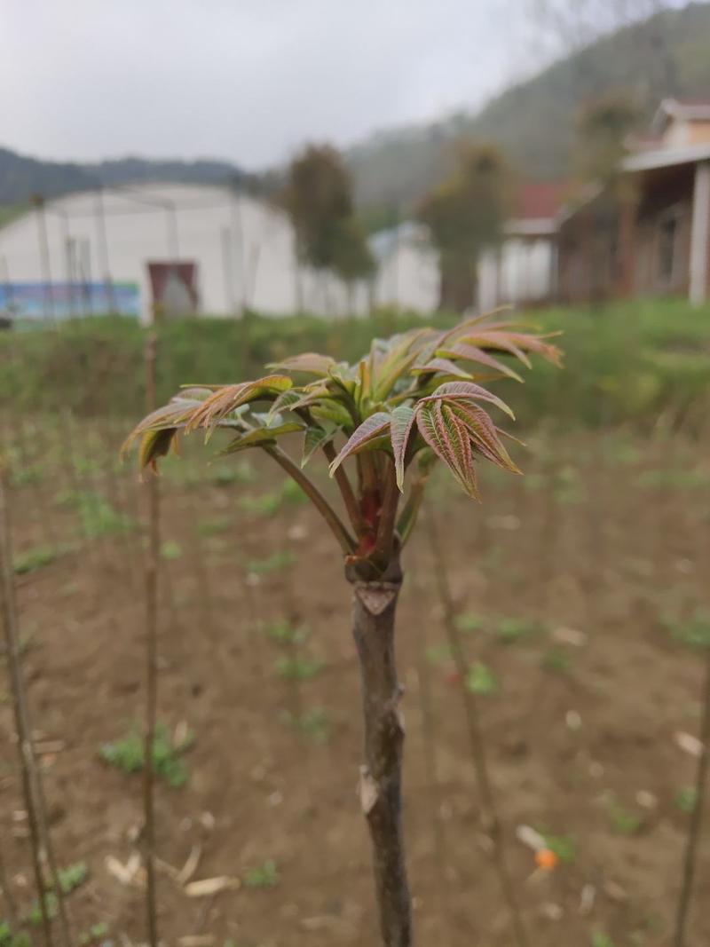 鄂西北丹江口市大棚香椿芽