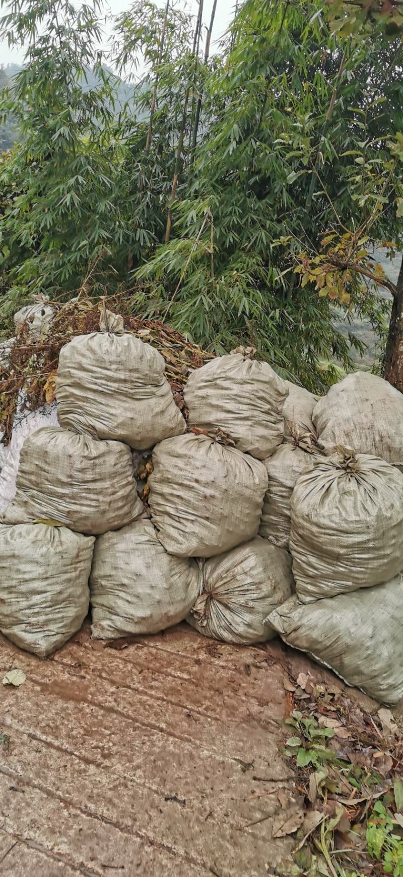 玄参鲜货干货大量供应批发