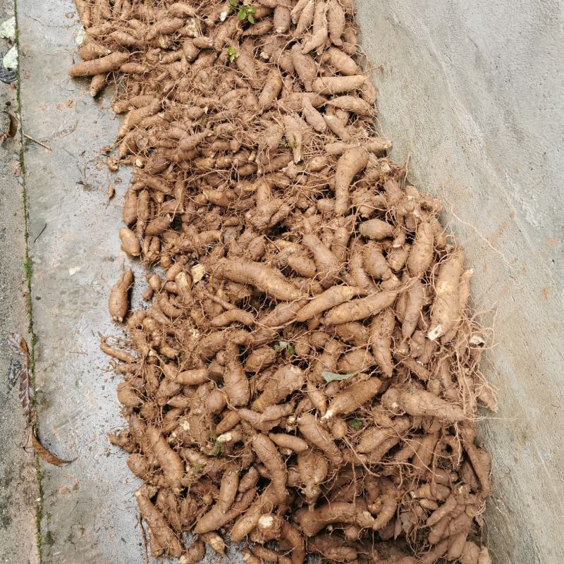 玄参鲜货干货大量供应批发