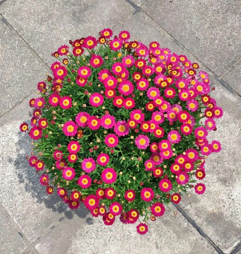 玛格丽特菊花穴盘苗和小盆量大优惠支持一件代发