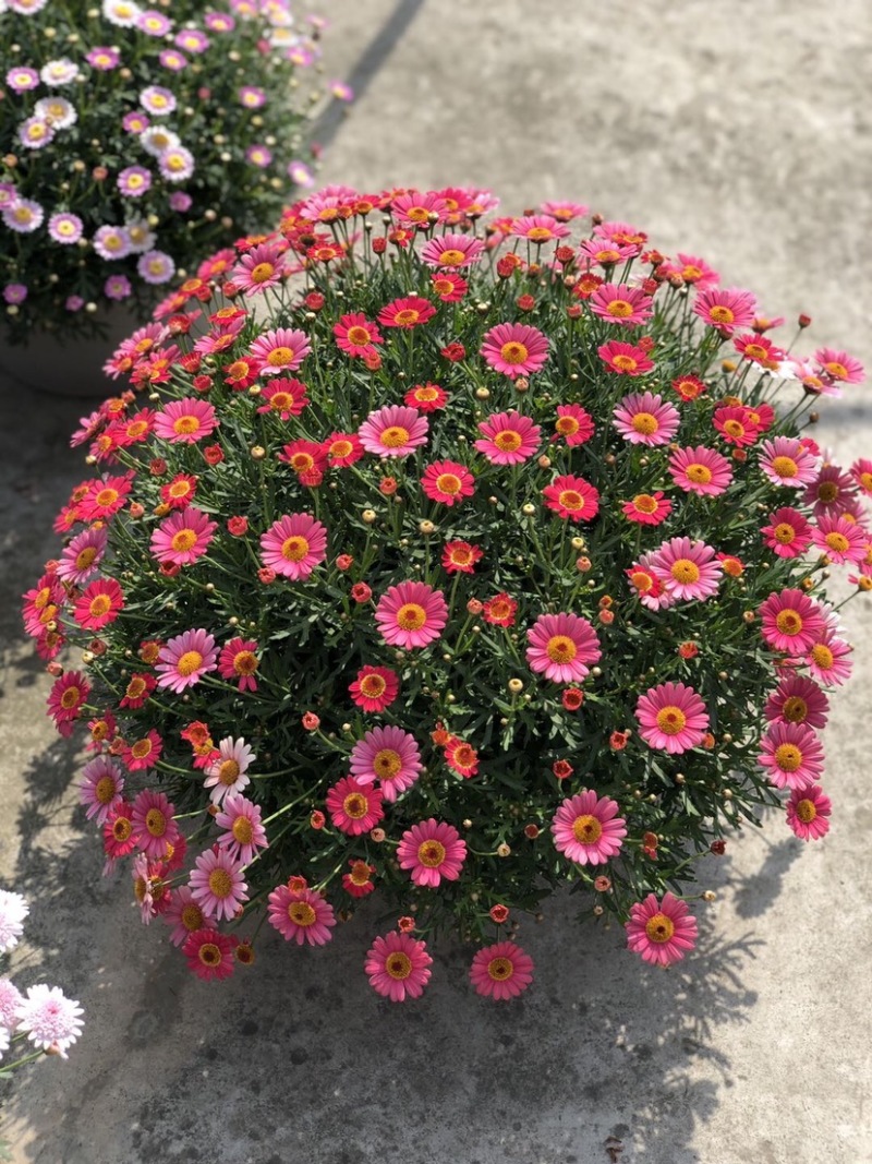 玛格丽特菊花穴盘苗和小盆量大优惠支持一件代发