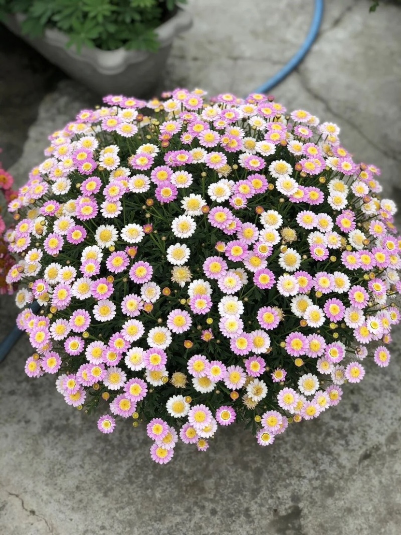 玛格丽特菊花穴盘苗和小盆量大优惠支持一件代发