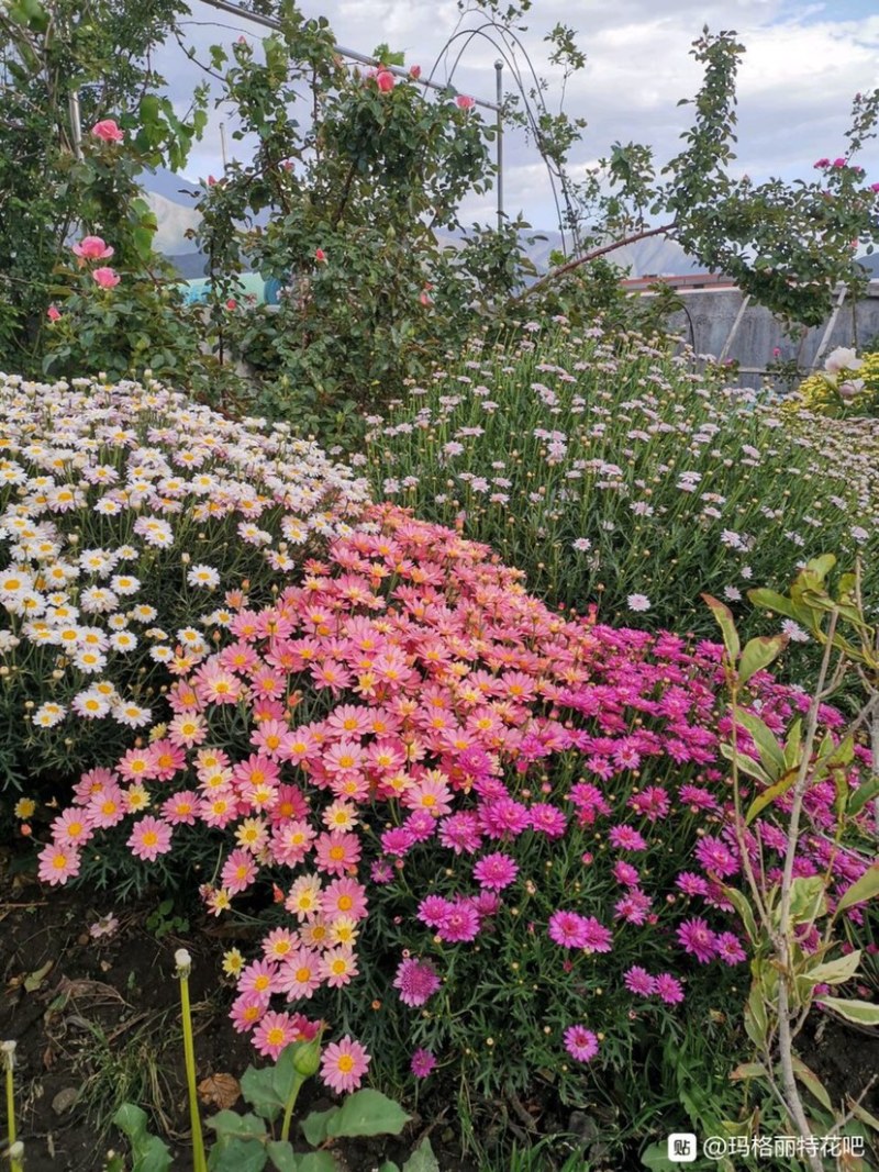 玛格丽特菊花穴盘苗和小盆量大优惠支持一件代发