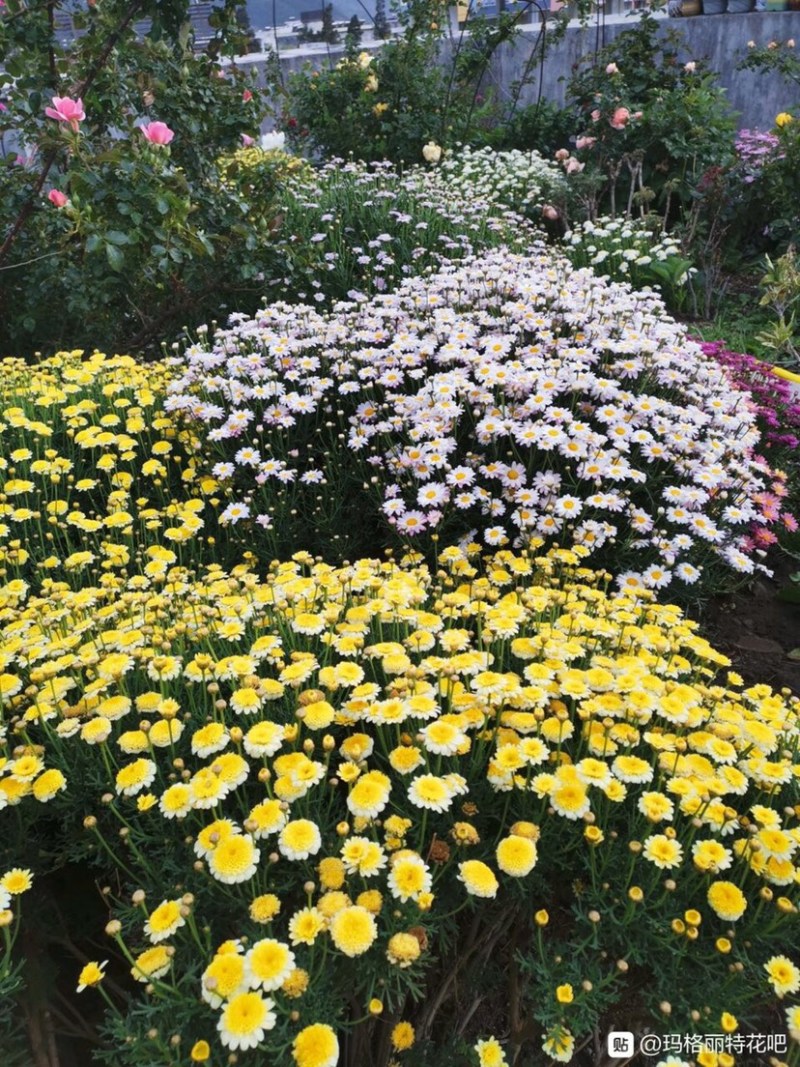 玛格丽特菊花穴盘苗和小盆量大优惠支持一件代发