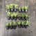 玛格丽特菊花穴盘苗和小盆量大优惠支持一件代发