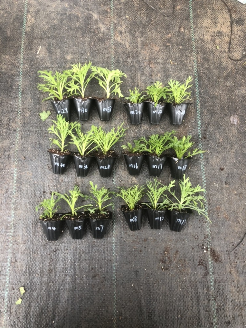 玛格丽特菊花穴盘苗和小盆量大优惠支持一件代发