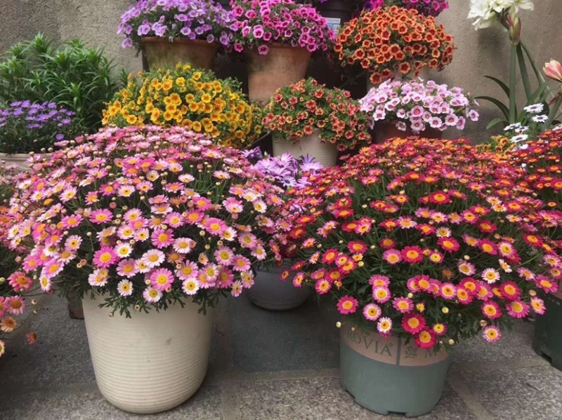 玛格丽特菊花穴盘苗和小盆量大优惠支持一件代发