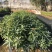 造林苗木荷荷树苗木荷树苗防火林带用树山地绿化复绿苗
