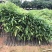 造林苗木荷荷树苗木荷树苗防火林带用树山地绿化复绿苗
