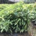 造林苗木荷荷树苗木荷树苗防火林带用树山地绿化复绿苗