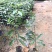 造林苗木荷荷树苗木荷树苗防火林带用树山地绿化复绿苗