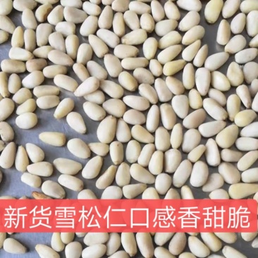 2026年新货【雪松仁】口感棉香价格亲民大量供应欢迎采购
