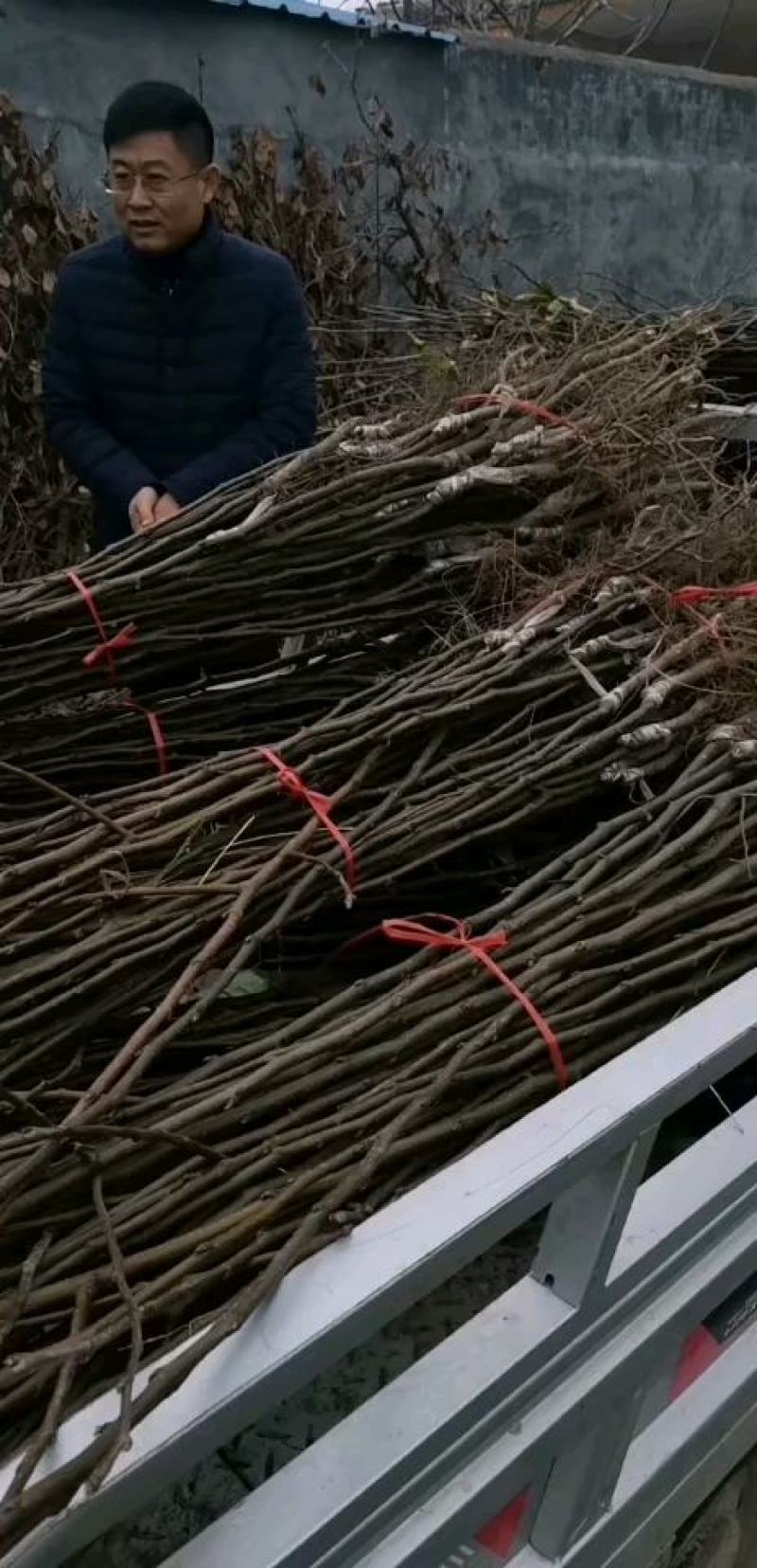 牛【精选砀山梨树】正宗产地梨树支持全国发货