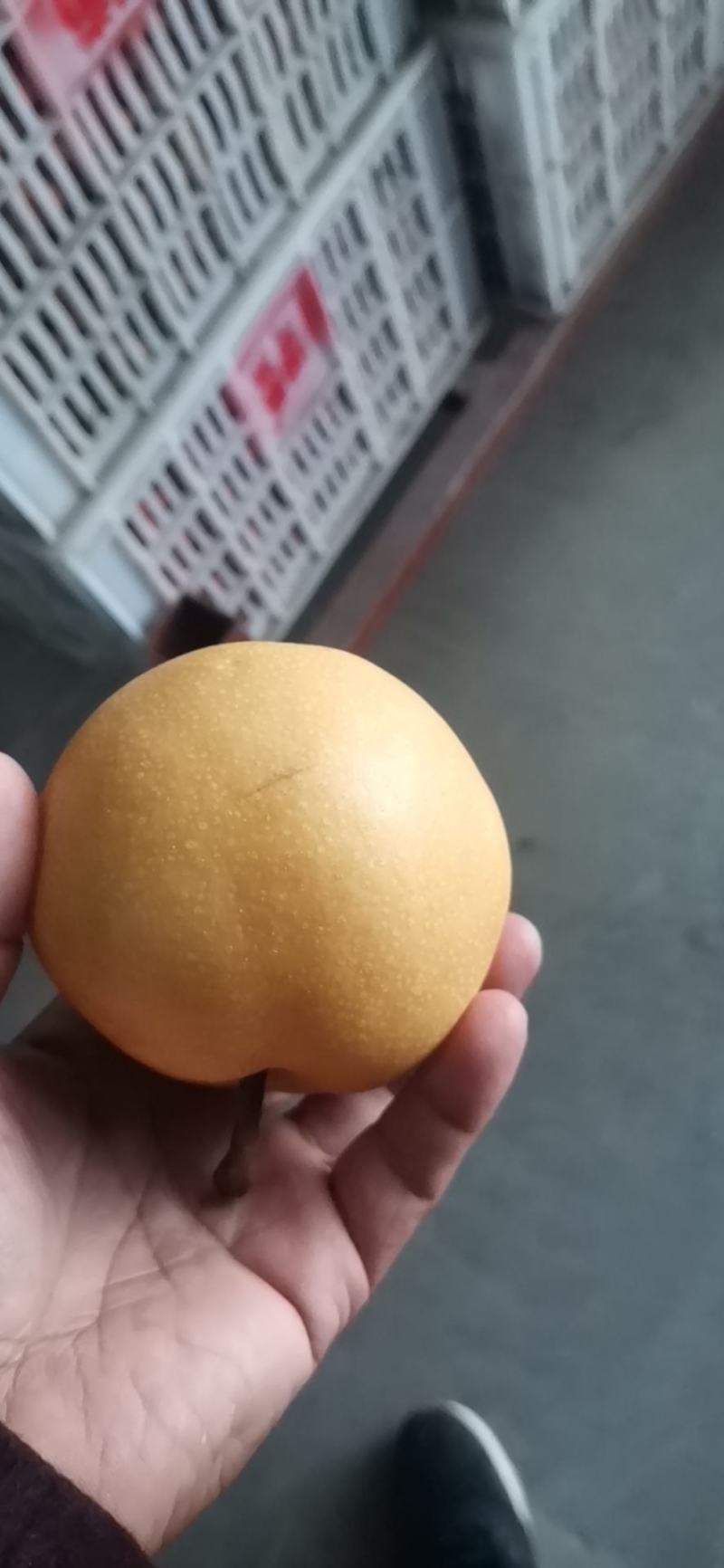 晚秋梨已经上市了，果面金黄色，肉质脆甜细腻，果个大品质好