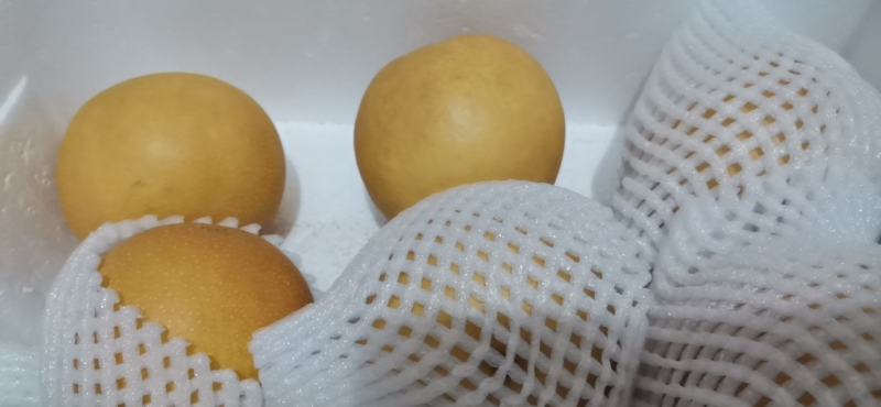 晚秋梨已经上市了，果面金黄色，肉质脆甜细腻，果个大品质好