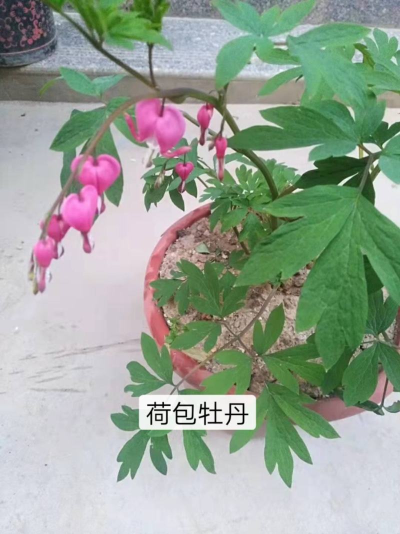 荷包牡丹菏泽牡丹基地直发保开花保成活保对版