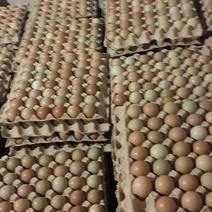 养殖场常年供应新鲜优质野鸡蛋，常年供应不断货！