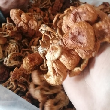 滑子菇小朵，整齐干净，颜色漂亮，价格美丽，