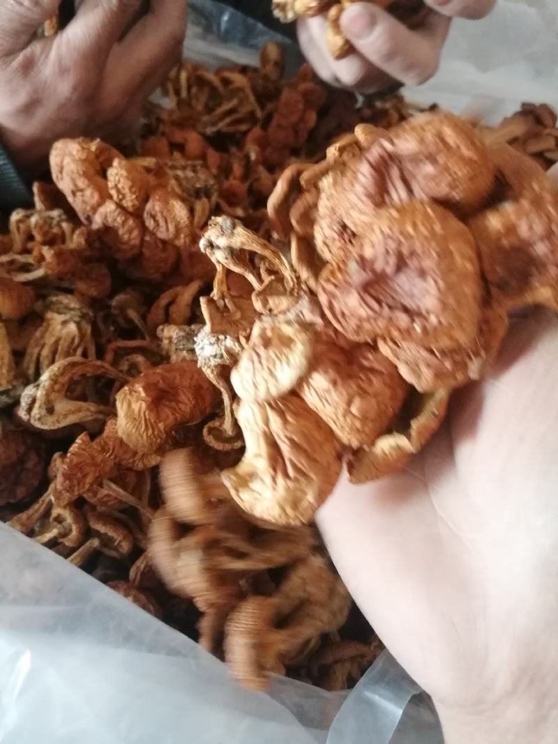 滑子菇小朵，整齐干净，颜色漂亮，价格美丽，